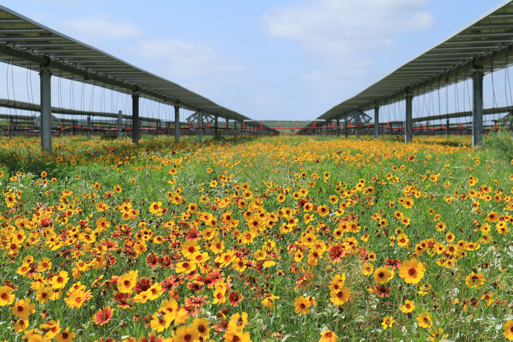 Enhancing biodiversity at solar farms